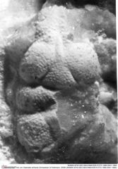 Historisches Foto von Gabriella anfracta (Schweitzer & Feldmann, 2008) (NHMW-AFW-GEO-BACHMAYER-FOTO-1990-0041-1684)